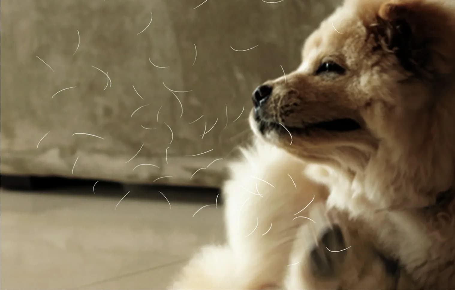 Pet dander and hair can also cause allergic reactions and add to poor indoor air quality